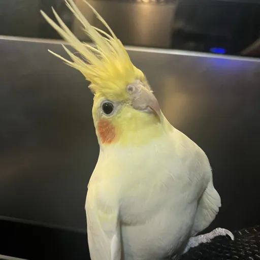 talkie's author avatar