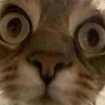 creator Xmas bug 🎄's avatar