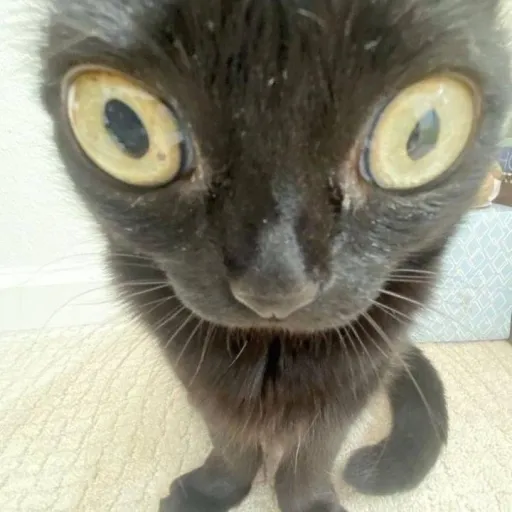 creator gato negro🐱's avatar