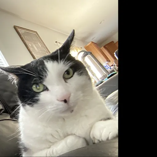 creator DoccoThecutecat's avatar