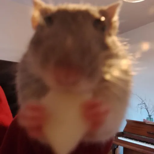 creator Nugget rat's avatar