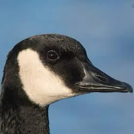 creator *-Canada goose-*'s avatar