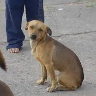 creator Cachorro caramelo's avatar