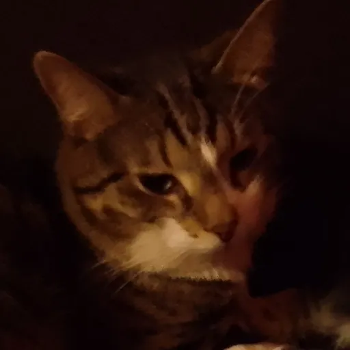 creator GingerBread🐈⛄'s avatar