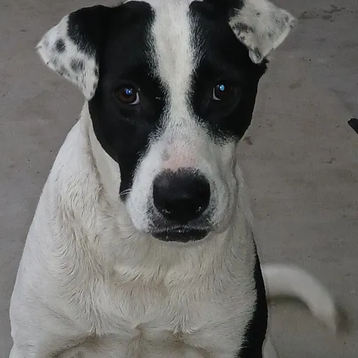 creator OREO:3's avatar
