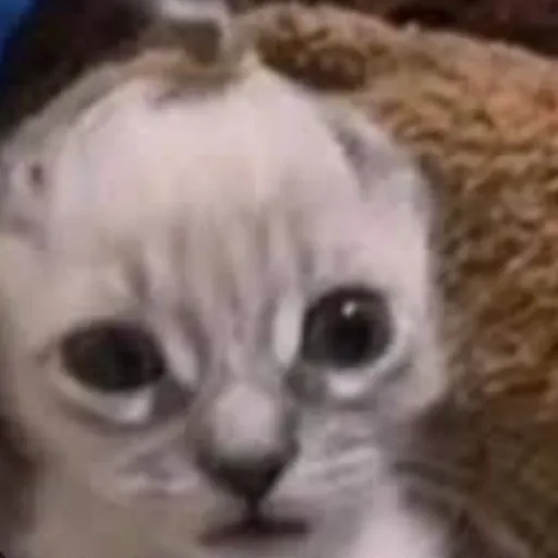 creator gato facha XD's avatar