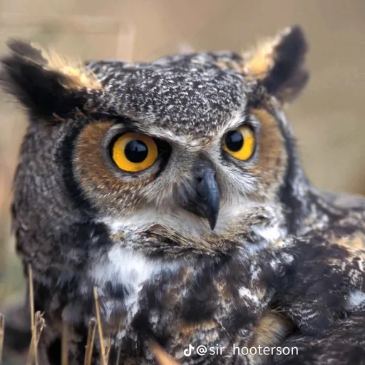 creator 🦉♡~•Charleigh•~☭🇿🇦's avatar