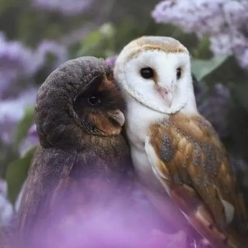 creator 🦉♡~•Charleigh•~☭🇿🇦's avatar