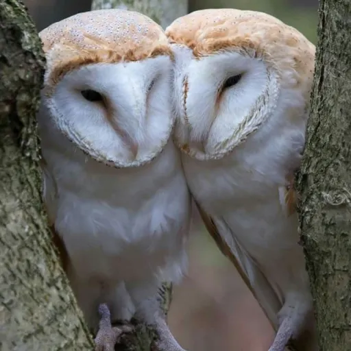creator 🦉♡~•Charleigh•~☭🇿🇦's avatar