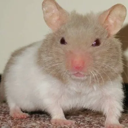 creator β
Hamstrisβ
's avatar