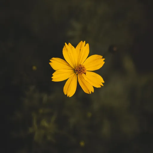 creator ༺ღ ༒ღ༻'s avatar