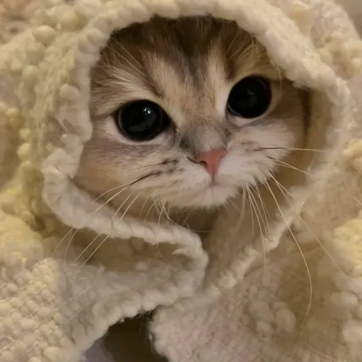 creator |♡tiny kitty♥︎|'s avatar