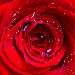 creator Rose_lovesRoses's avatar