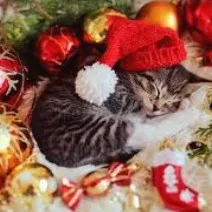 creator 🎄el navideño🎄's avatar