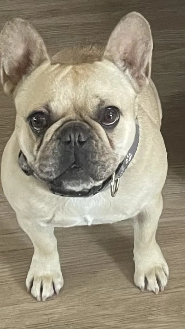 ai character: Camilla background