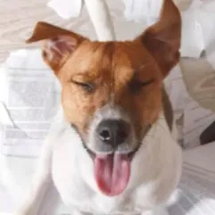 chat with ai character: Dog eats homework