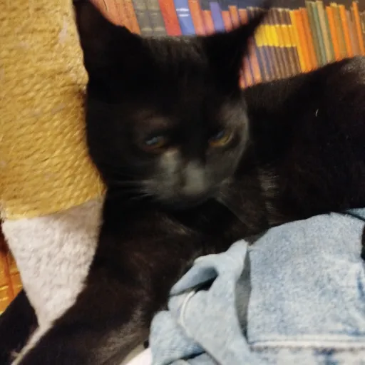 creator m'y little cat's avatar