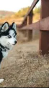 ai character: dog owner background