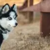 chat with ai character: dog owner