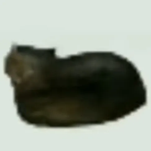creator spinning cat's avatar