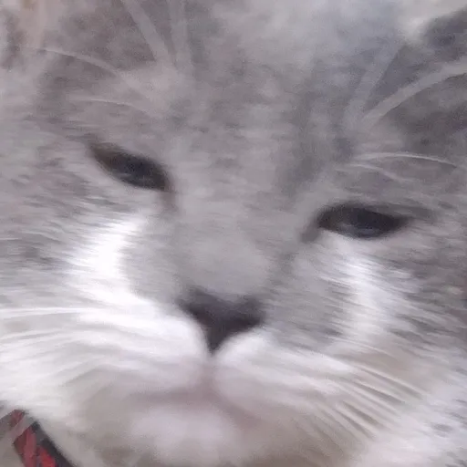 creator KDKXA00's avatar