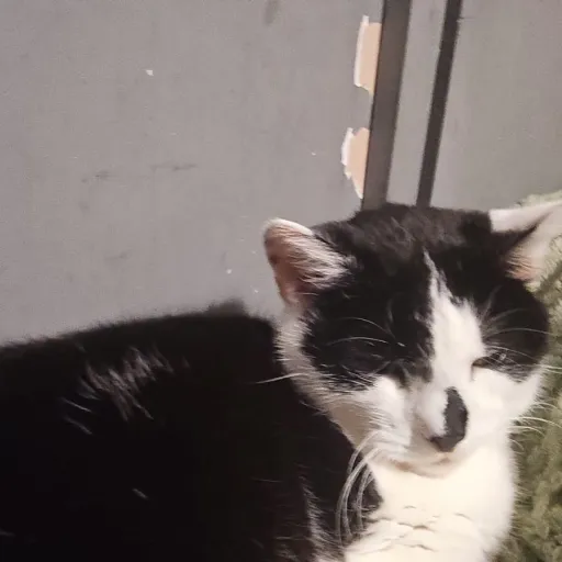 creator CAT MAN's avatar