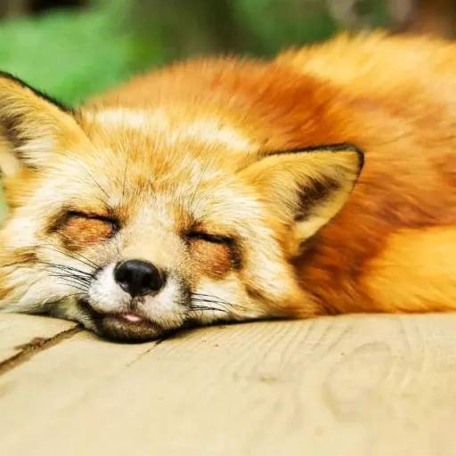creator zorro tom 🦊🔥's avatar
