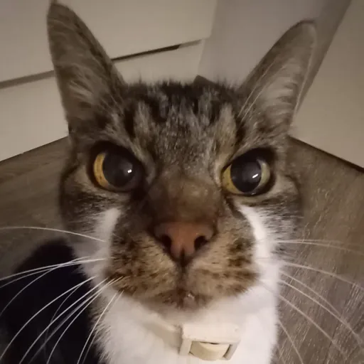 creator 1AMN0THUMAN's avatar