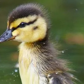 chat with ai character: duckling
