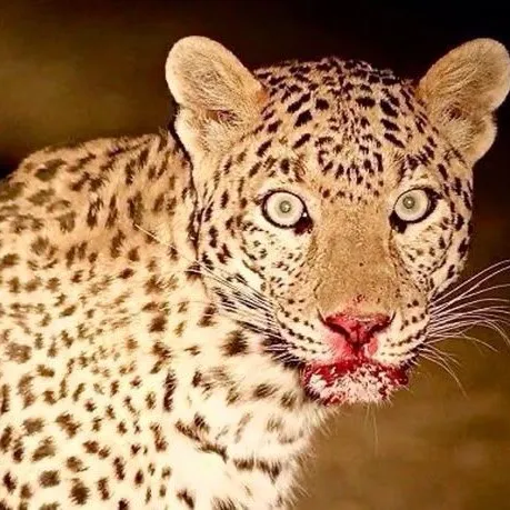 creator 🍥 🆂🆃🅰🅽/🆄🆁🅸🆂 🧊 !!'s avatar