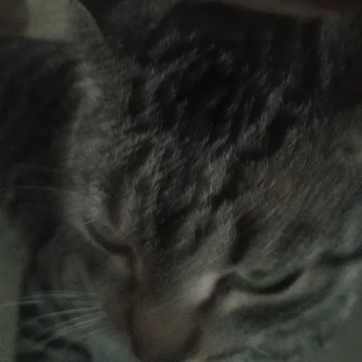 creator gatito123's avatar