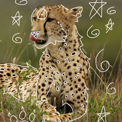 creator shelby.draaijer's avatar