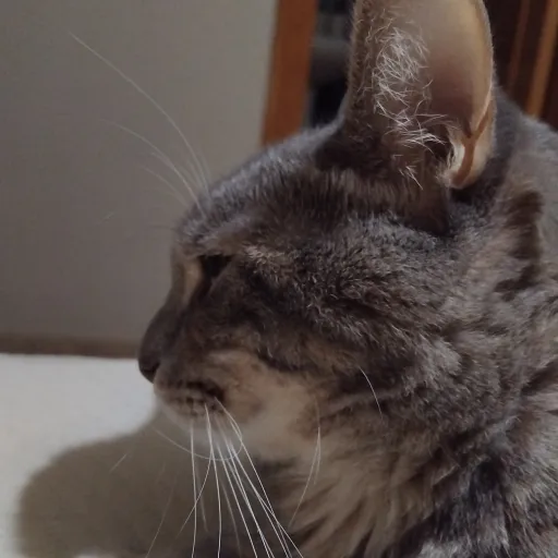 creator gatito-guarro 123's avatar