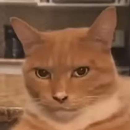 creator sigma cat!1!1's avatar