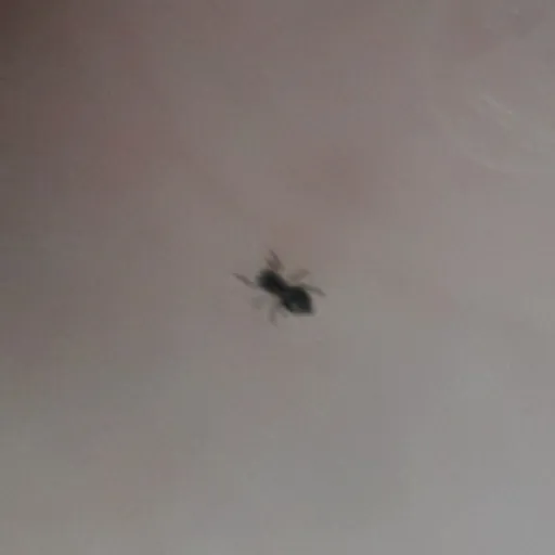 creator JumpingSpiderCutie's avatar