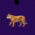 creator Tiger queen 👑👑's avatar