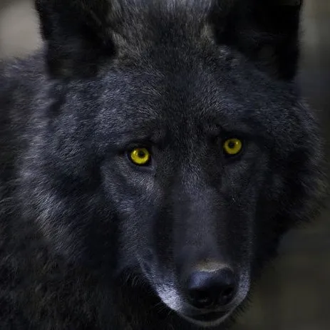 creator Jirka the Wolf's avatar
