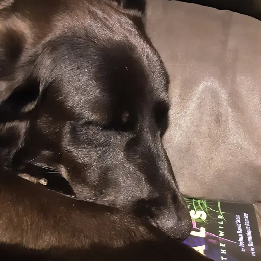 talkie's author avatar