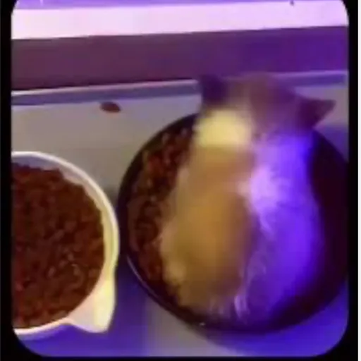 creator Wiwiwi, wuwuwu cat's avatar