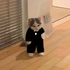 creator mira soy gato:D 🚬🗿's avatar