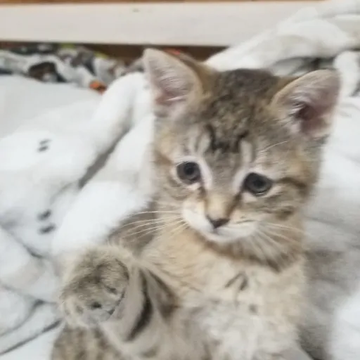 creator 10+3=6+7<60-54=6+7's avatar