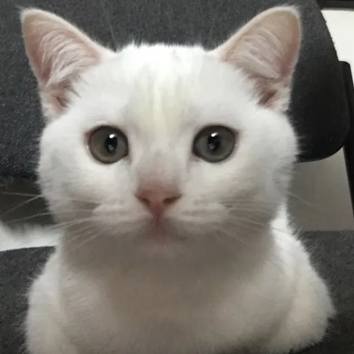 creator ~❤️I love cat❤️'s avatar