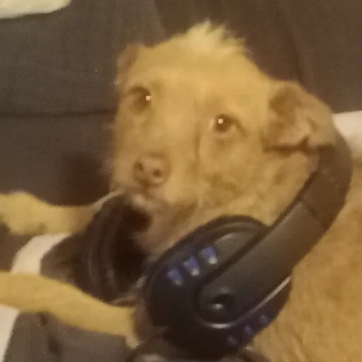 creator the doggie gamer's avatar