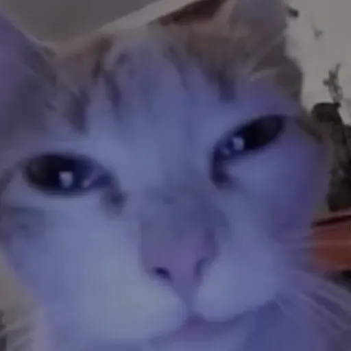 creator Splongus's avatar