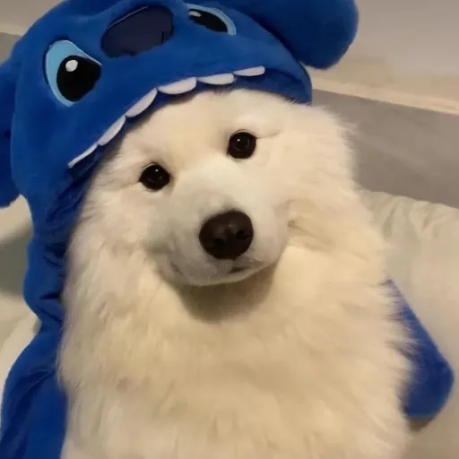 creator 🍫🍫🍫chocolatito🍫🍫🍫's avatar