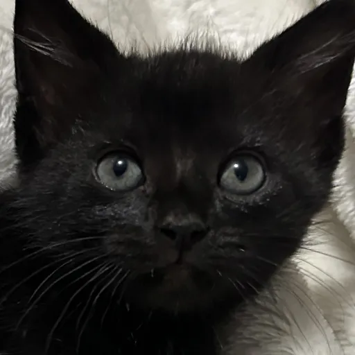 creator D-V-D's avatar