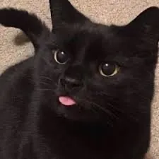 creator 🕶️Black cat's avatar