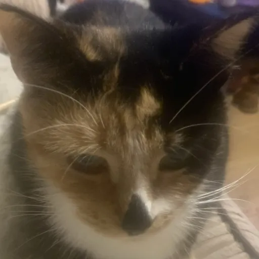 creator BELLA WITH CAT!!!!'s avatar