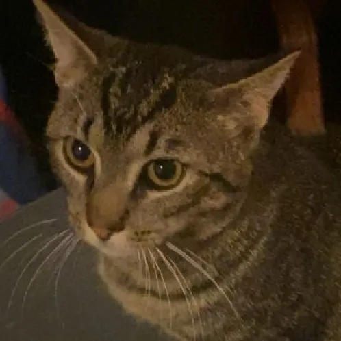 creator LottoMyDeath's avatar