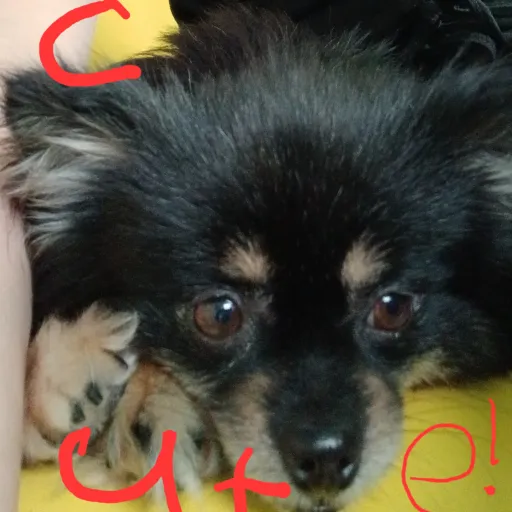 creator Dog and cat lovers's avatar